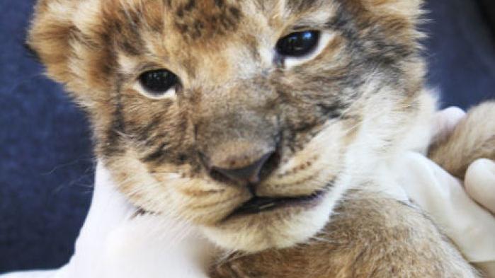 Lioness gives birth to 5 cubs at Reid Park Zoo
